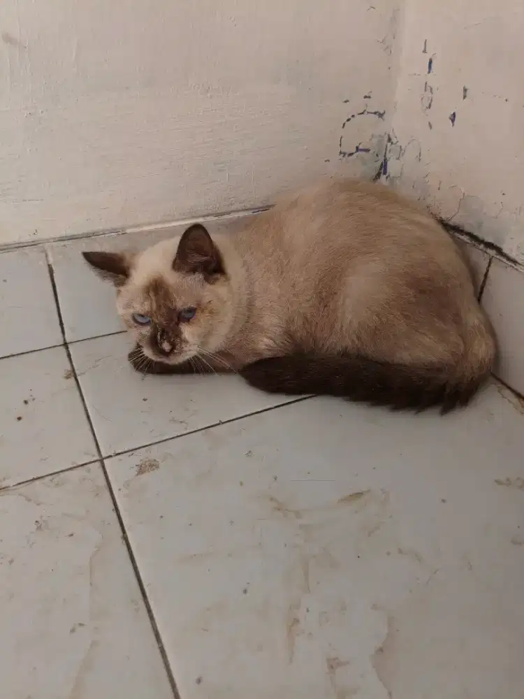 kucing persia dan kucing mix