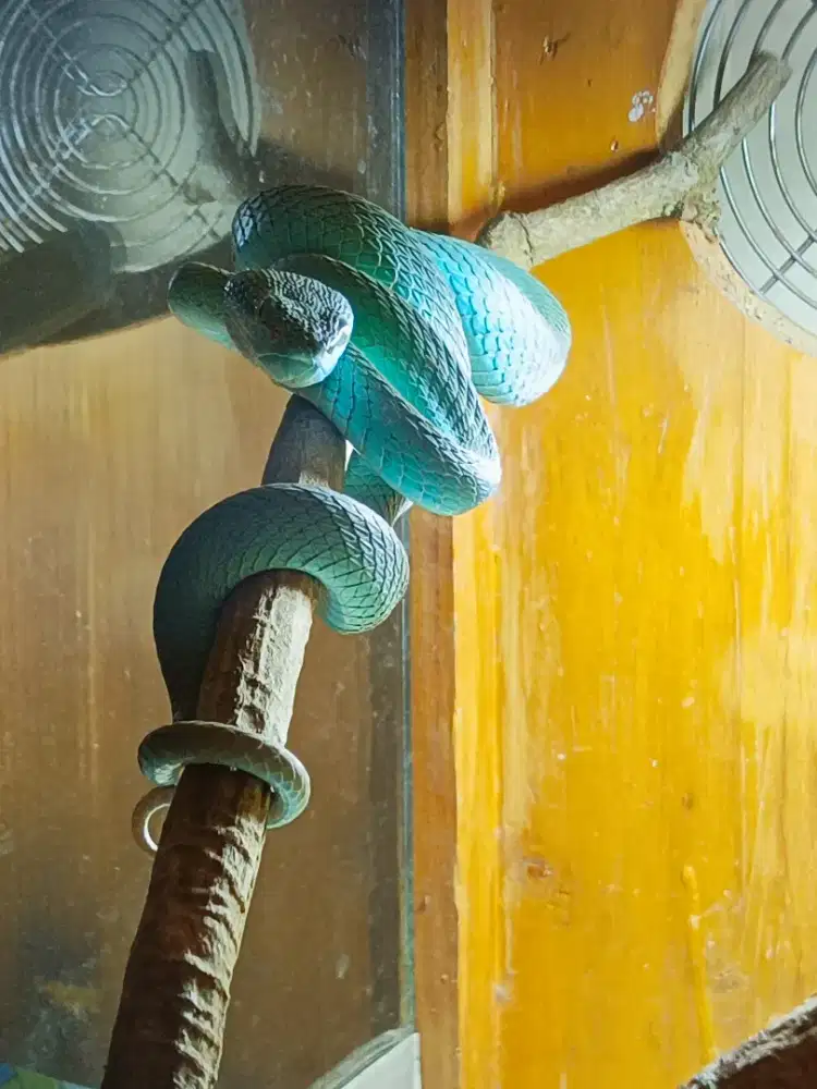 HIASAN ULAR WARNA BIRU