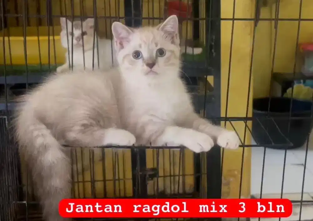 Kucing ras persia c ragdol