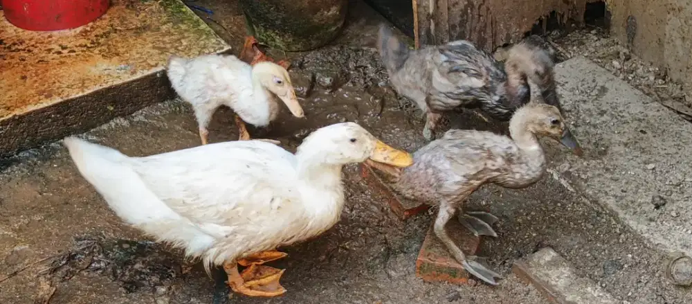 Bebek Peking 150 nego