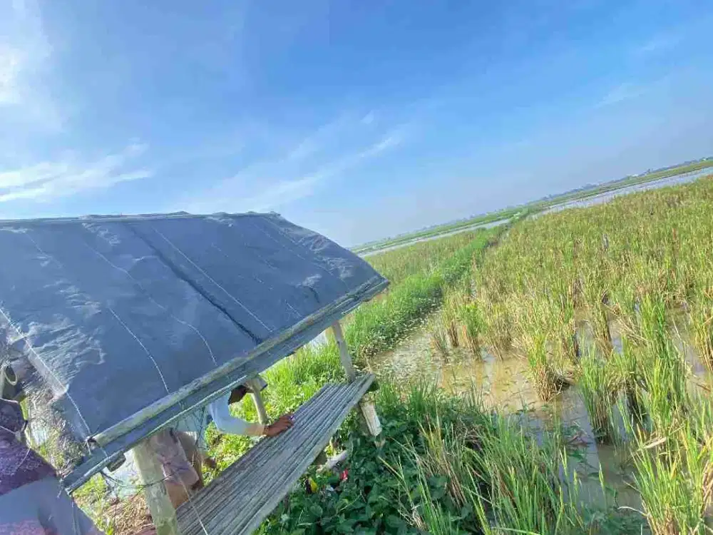 Dijual Sawah Luas 10.000 m SHM di Sungai Buntu Karawang Rp 80rb/m