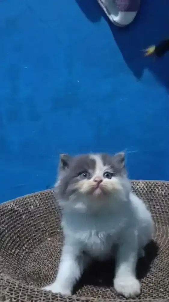 Ready kitten Persia jantan
