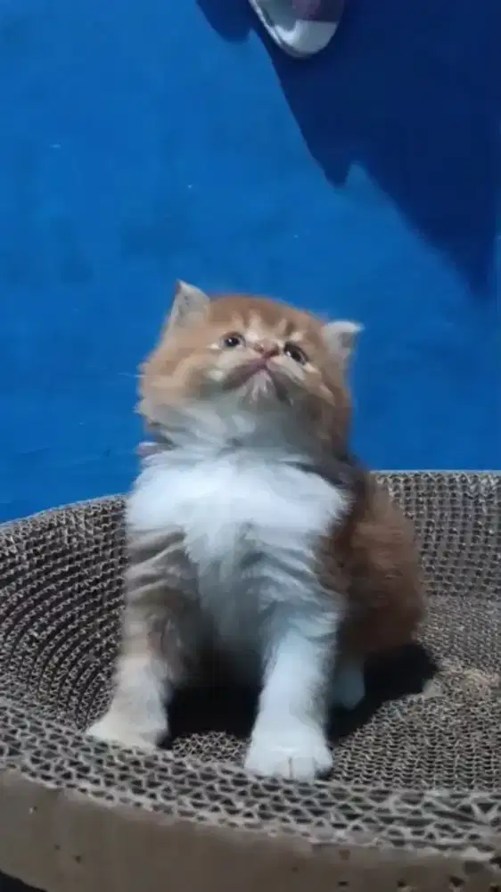 Ready kitten Persia jantan