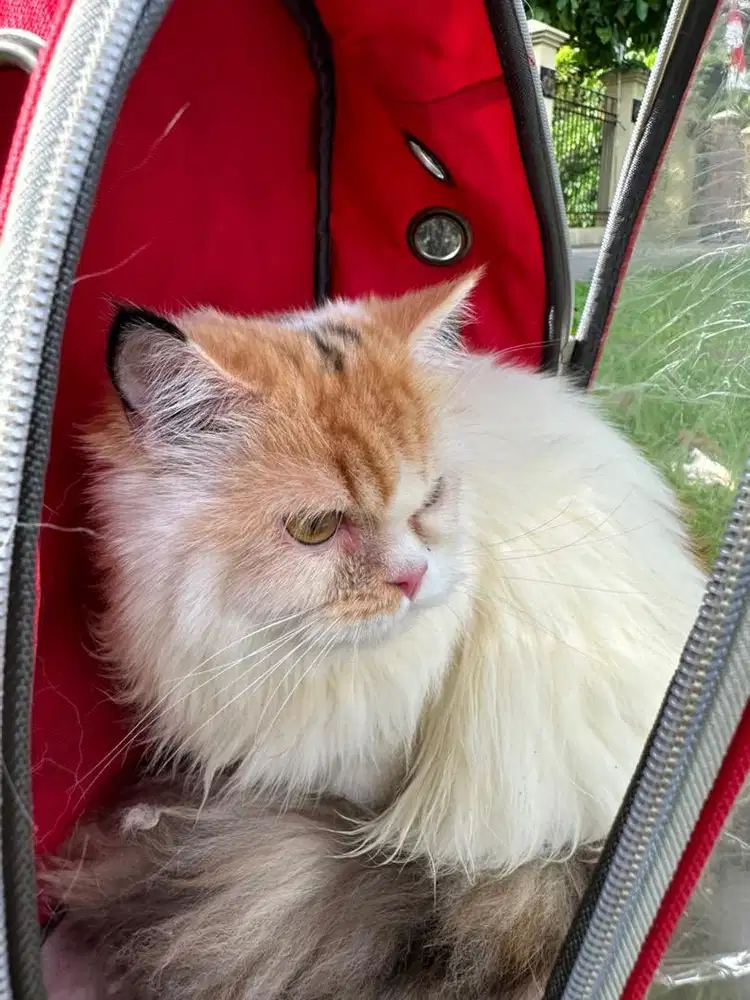 Open Adopt Kucing Ras Campuran