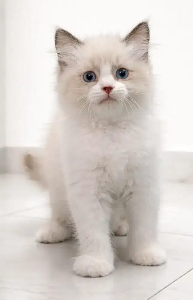 Ragdoll jantan simetris