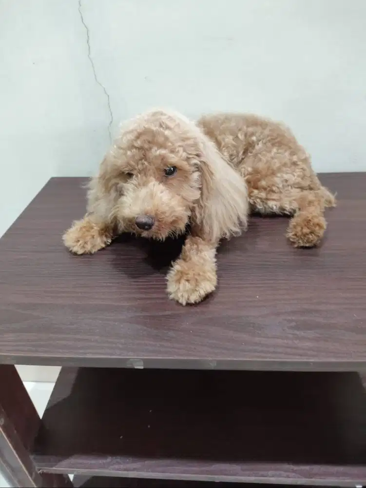 Jual Anakan Poodle Jantan Coklat