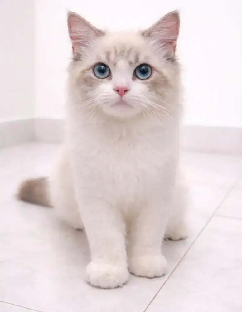 Ragdoll jantan 4 bulan