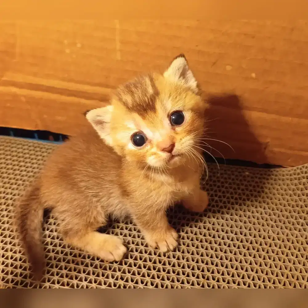 Bsh munckhin kaki cebol warna golden betina