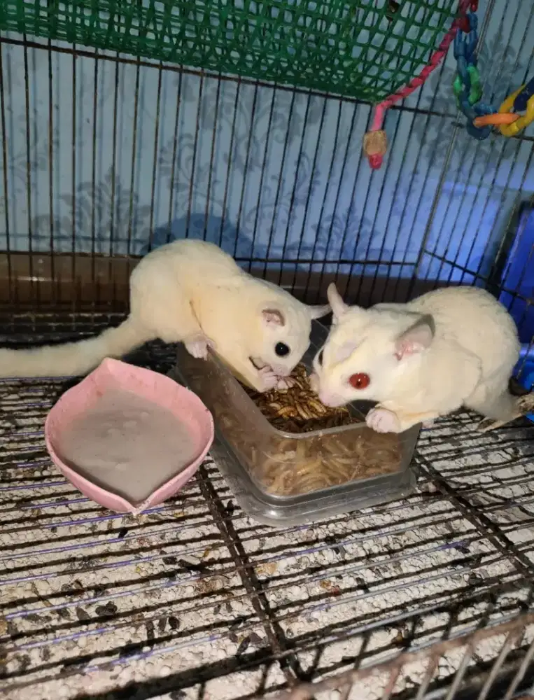 Sugar Glider creamino dan leucistik
