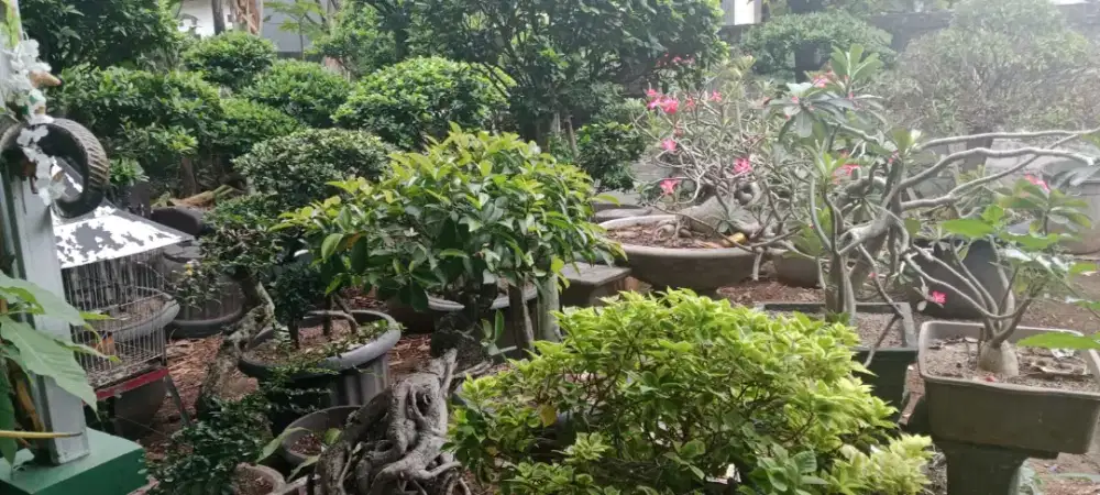 Bonsai Beringin Babe Jhon