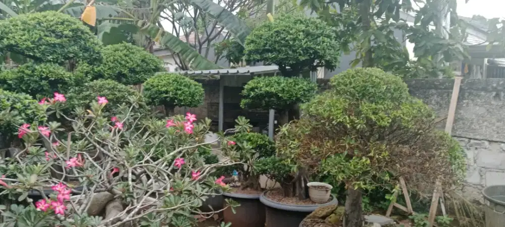 Bonsai Tanaman Hias
