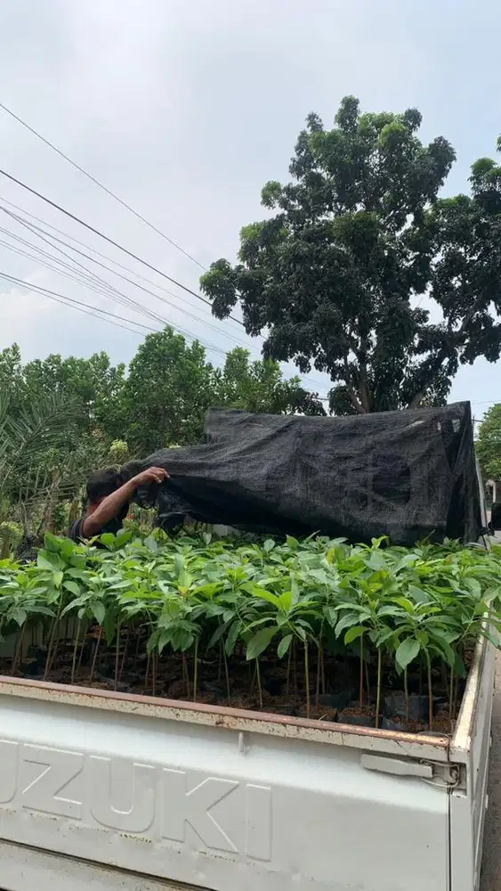 BIBIT KAKAO, SAWIT, DURIAN, ALPUKAT DLL