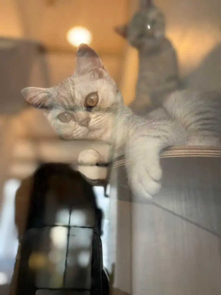 Bsh golden & silver tabby