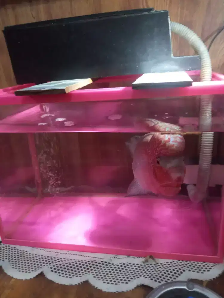 Ikan Louhan / Burayak