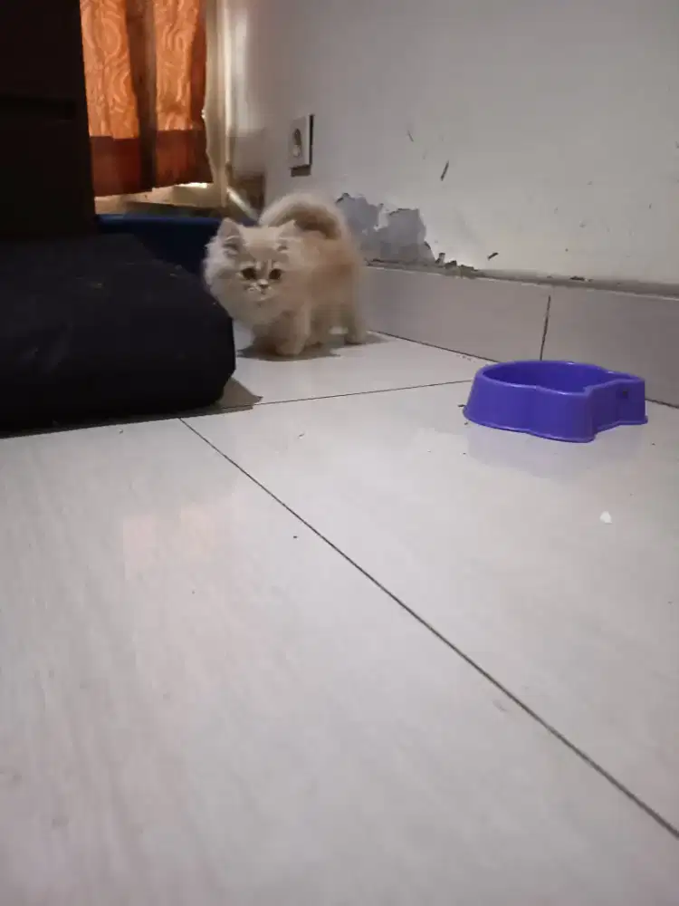 Munchkin top std jantan 4 bulan