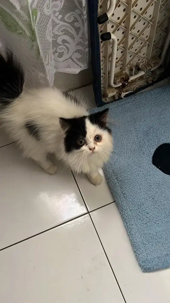 Ayo para cat lover adop kucing jantan lucu gemoy usia 3,5bulan