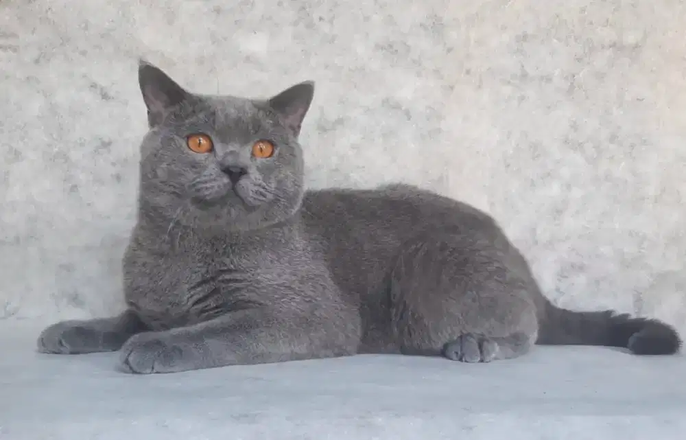 BSH BRITISH SHORTHAIR SF SCOTTISH FOLD MUNCHKIN RAGDOLL EXO PEAKNOSE