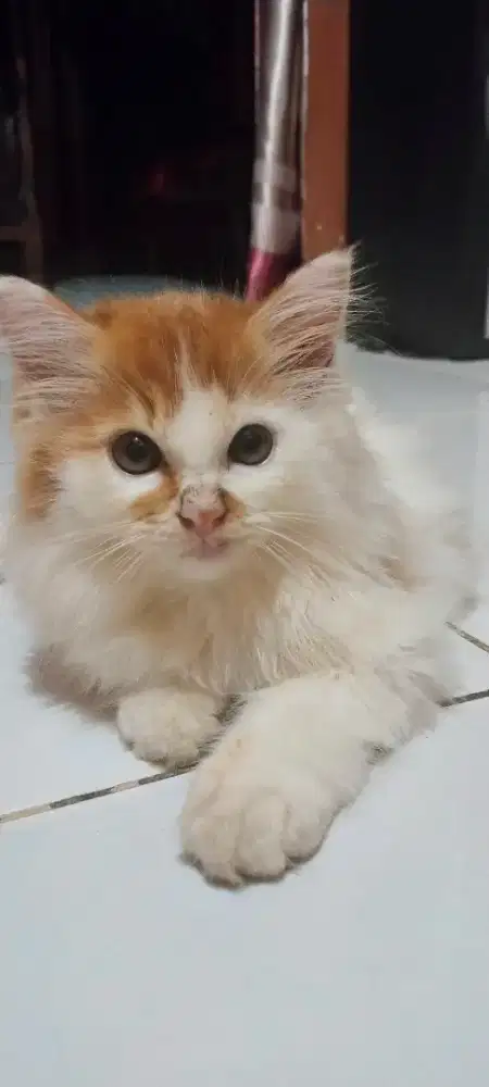 Lepas adopsi anak anggora jantan