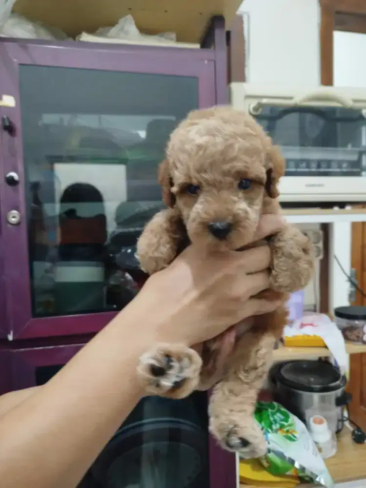 Puppy toy poodle