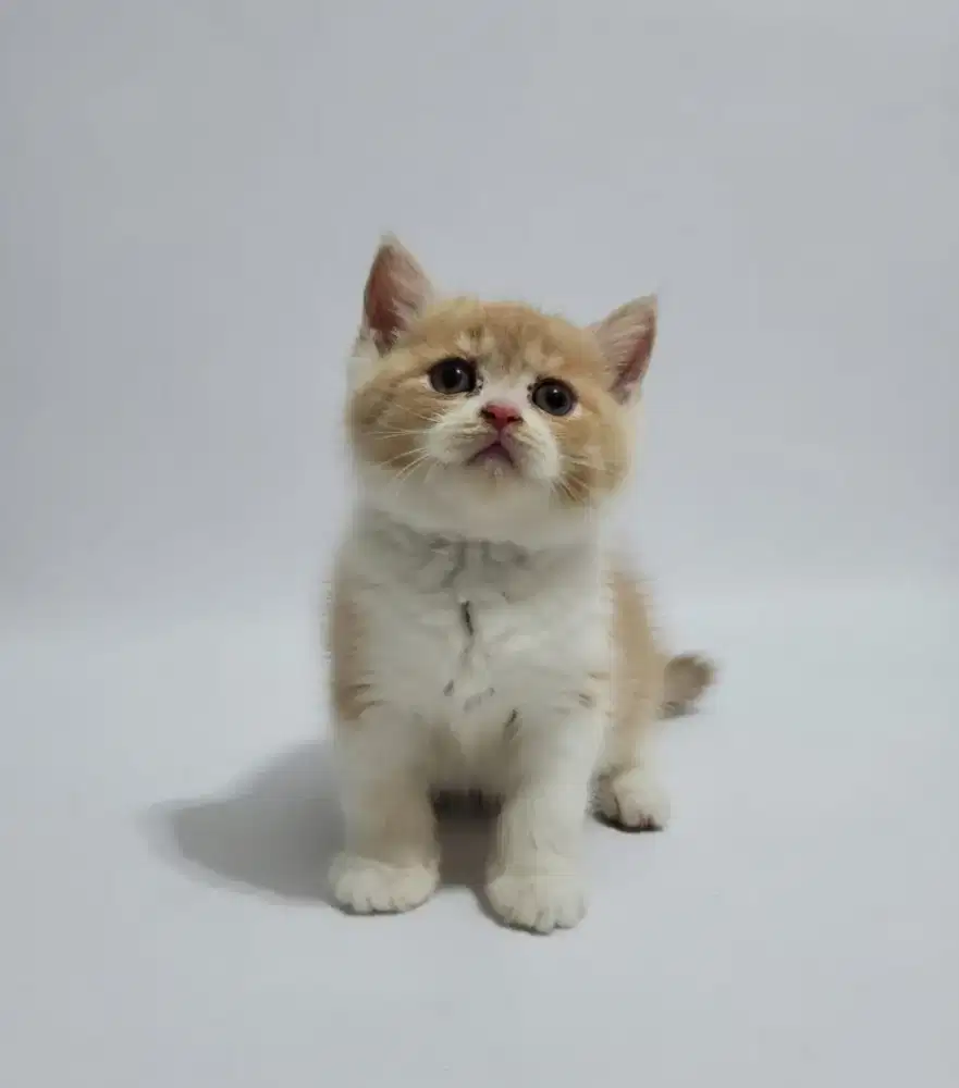 BSH Bico Fawn Male Line Cinnamon Vietnam