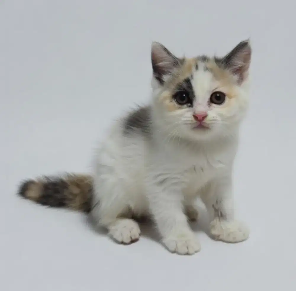 BSH Calico Fawn Female Line Cinnamon Vietnam