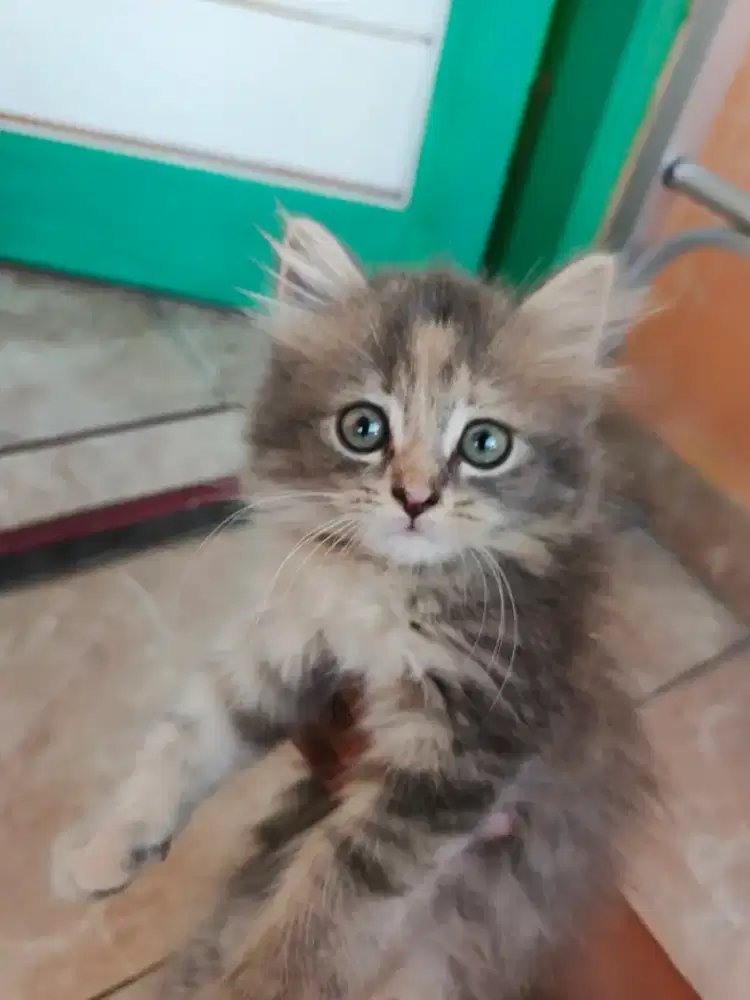 Jual kucing, minat hubungi (087745680661)