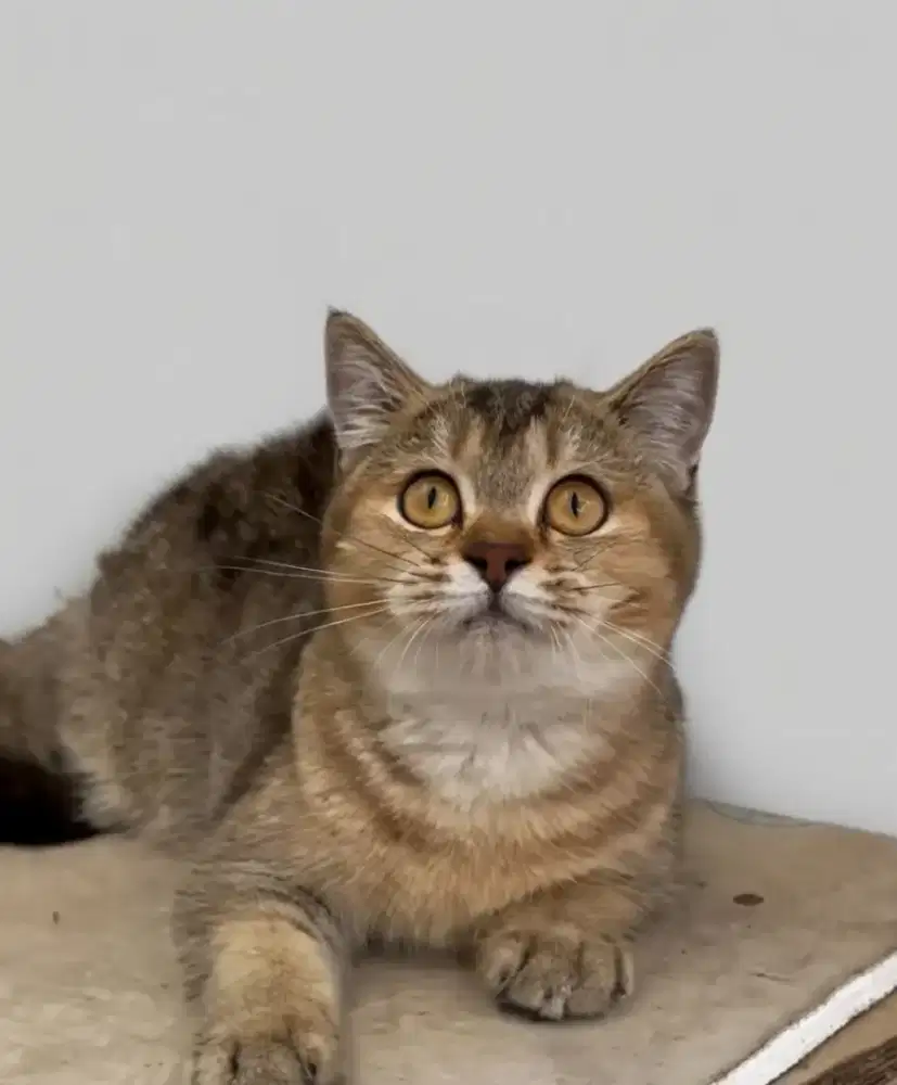 BSH Golden Ny25 Female