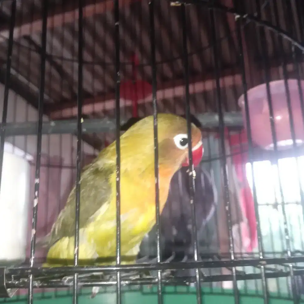 Jual burung Lovebird