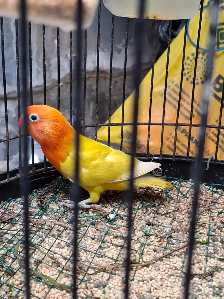 Lovebird love bird paud