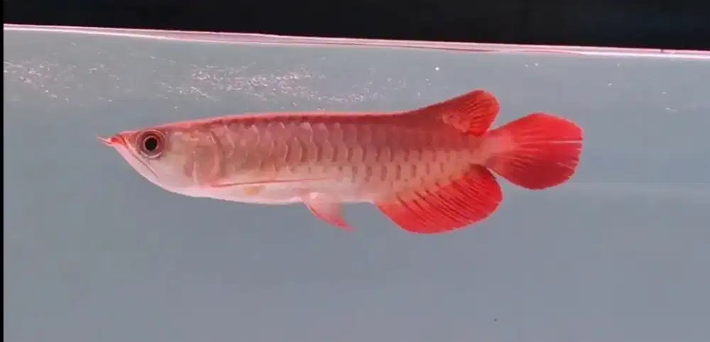 Arwana super red 25cm