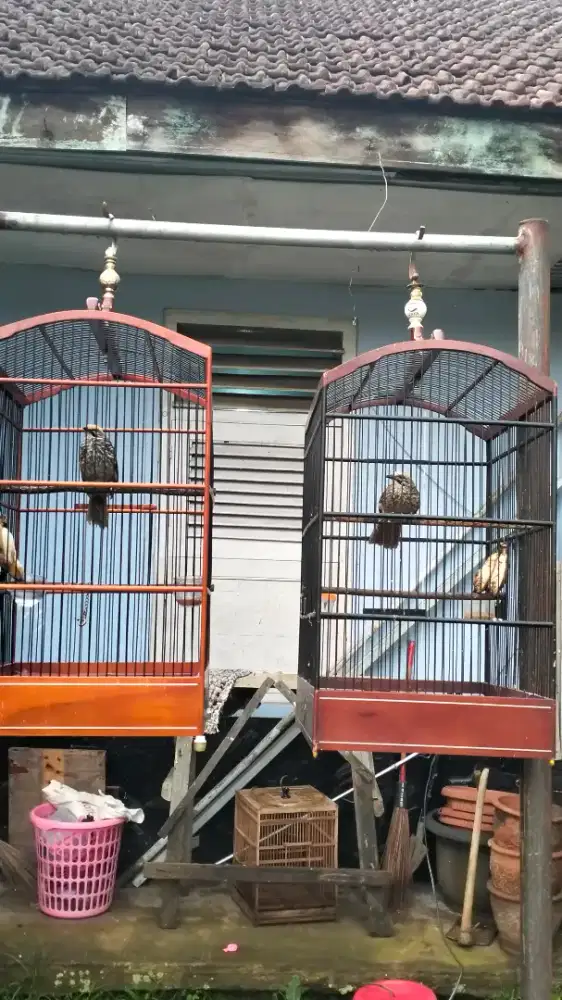 Cucak rowo sepasang mapan