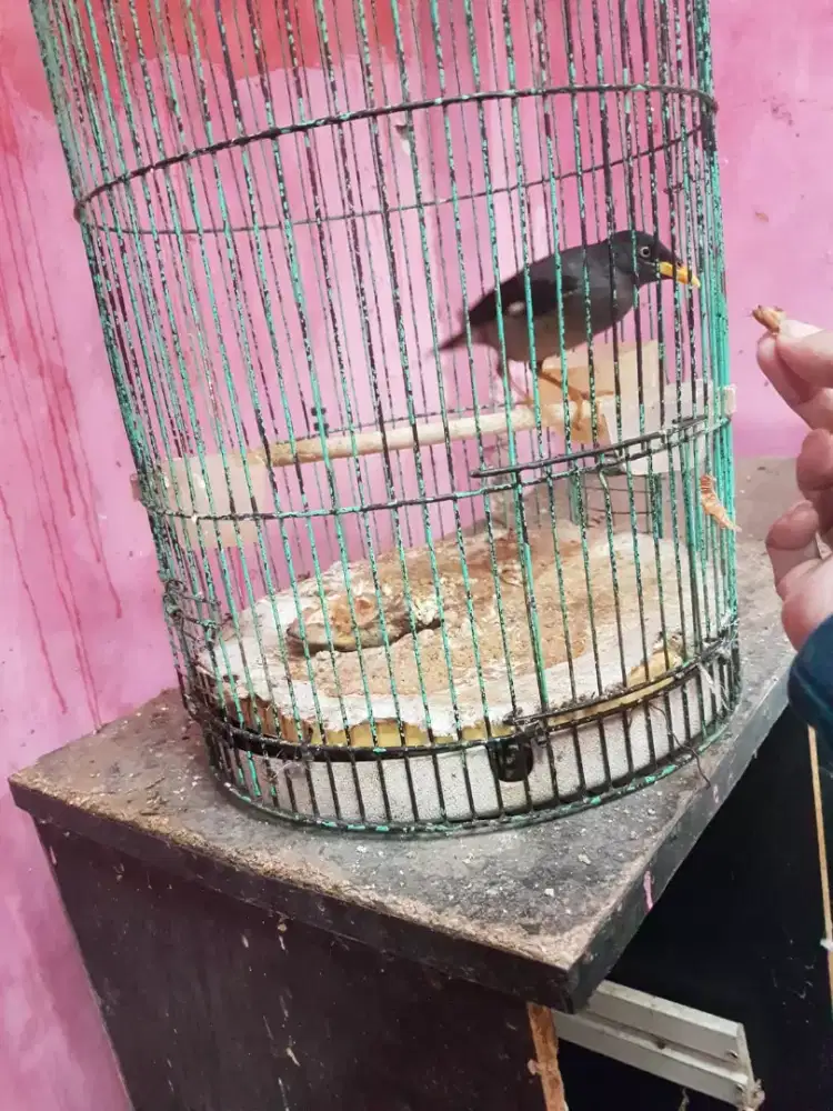 jalak kebo mata putih muda