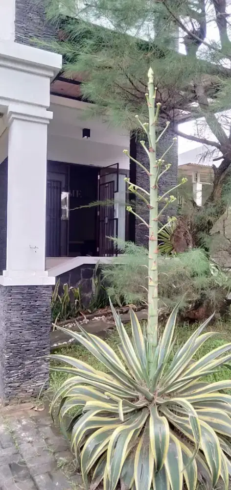 Dijual Rumah Siap Huni di Raffless Hills Cibubur