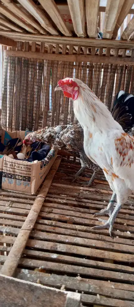 Ayam Ketawa Sepasang Bertelur