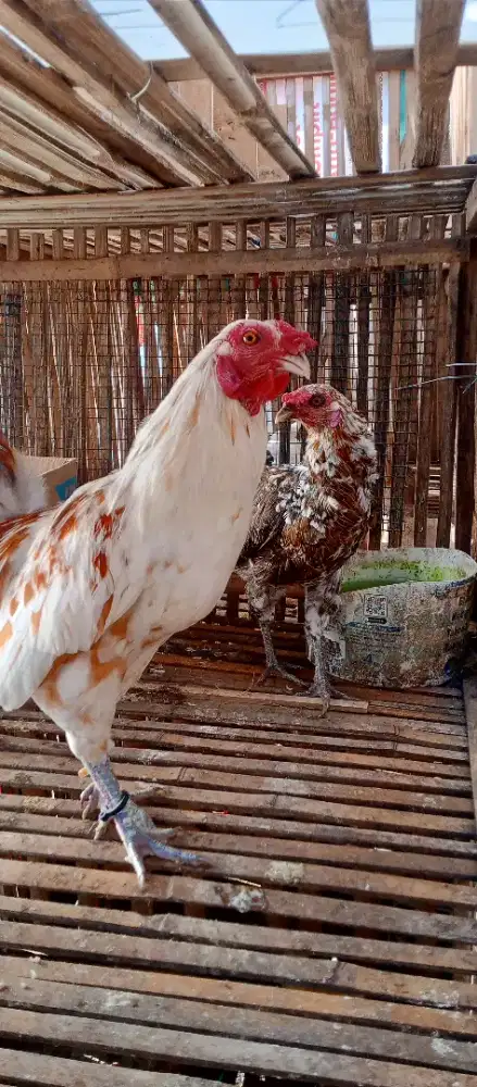 Ayam Ketawa Sepasang Bertelur