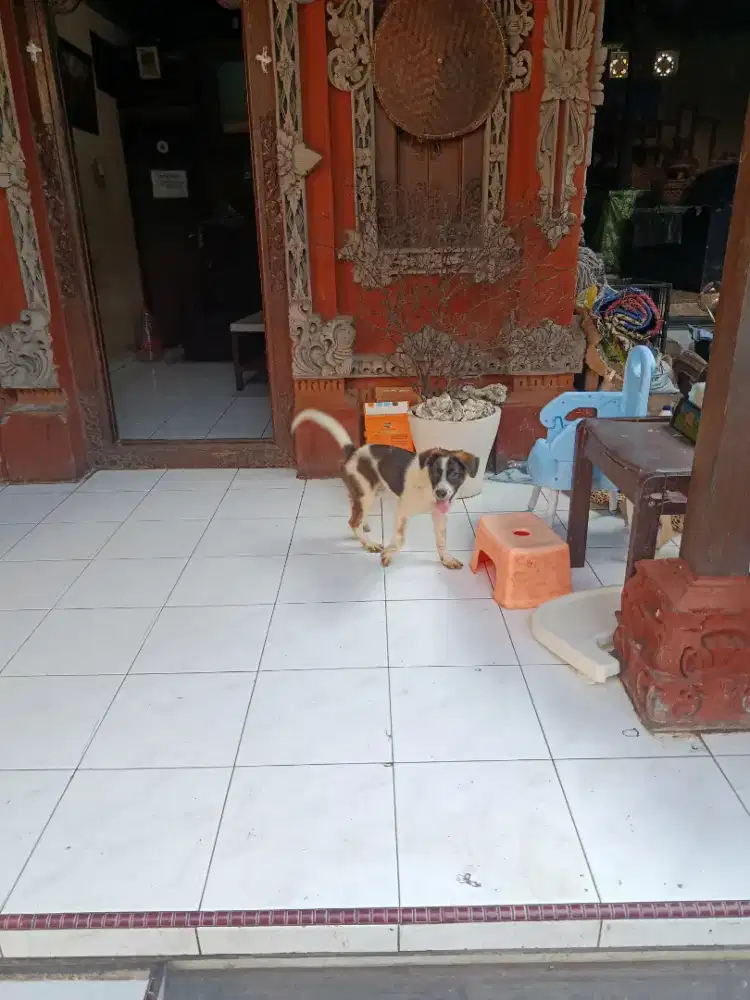 Mix Breed Chihuahua Long Hair x Mix Breed