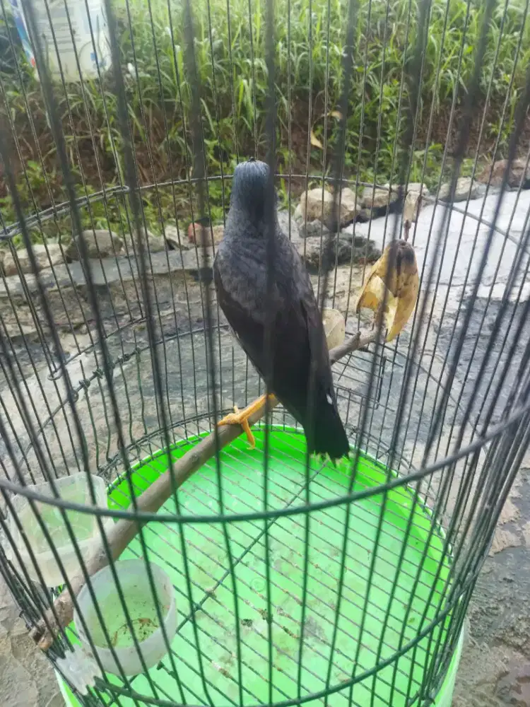 JUAL JALAK KEBO SATU JANTAN SATU BETINA