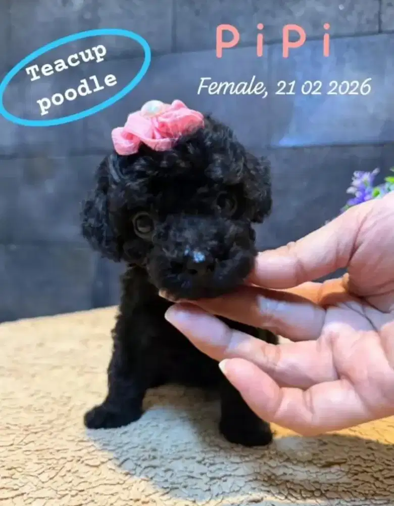 Poodle Black Teacup