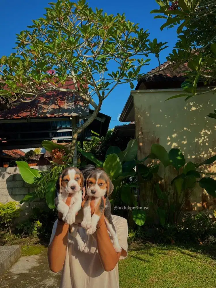 Beagle puppy Good Quality female