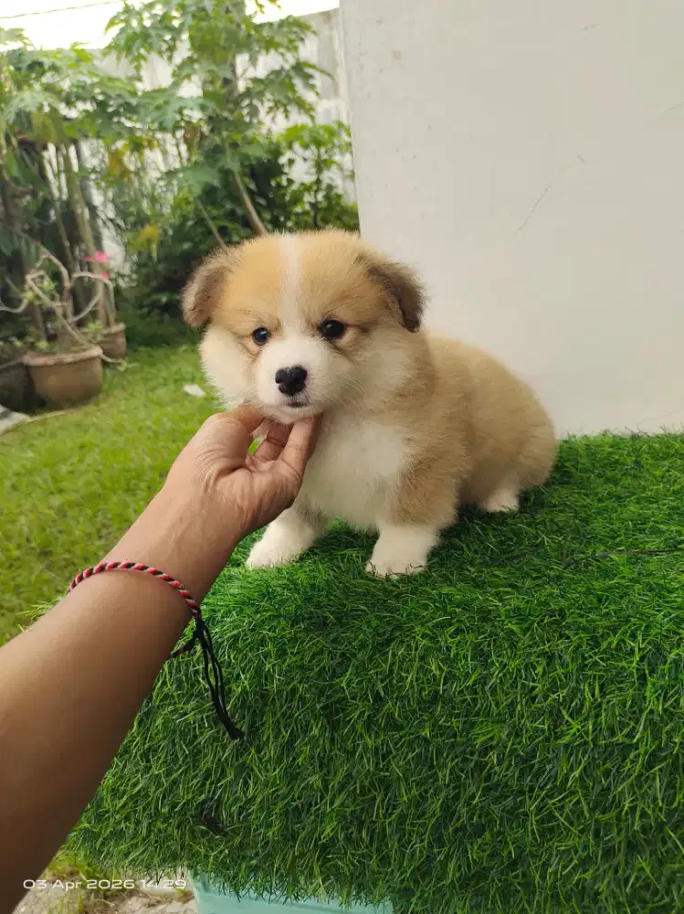 Corgi Female Fluffy