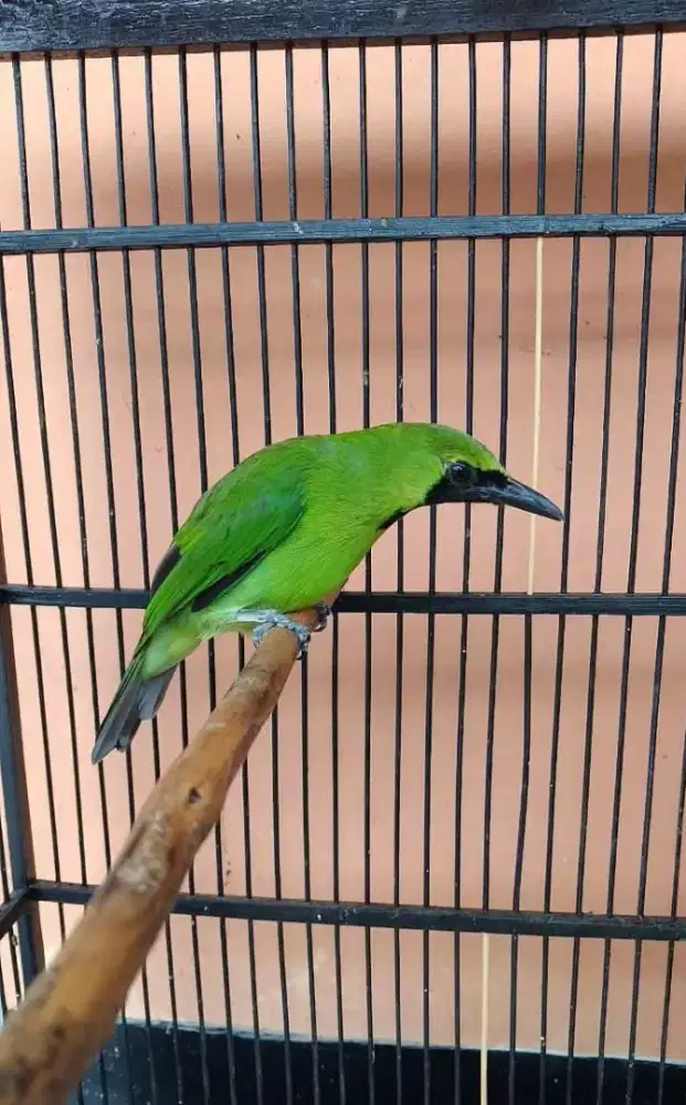 Burung Superblg banyuwangi mulus rawatan