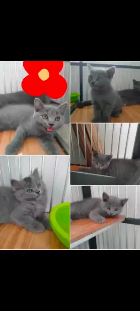 Bsh kitten usia 2 bulan up