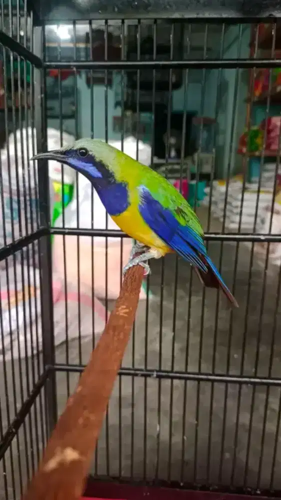 Burung sungko rawatan mulus