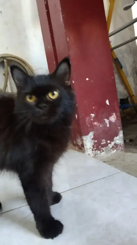 Kucing Persia hitam solid Betina