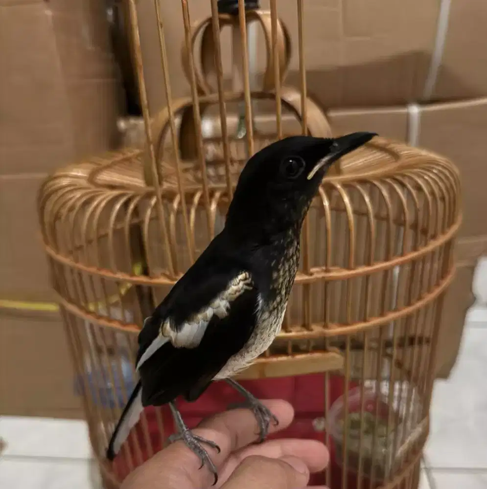 Kacer trotol jantan jinak mandiri