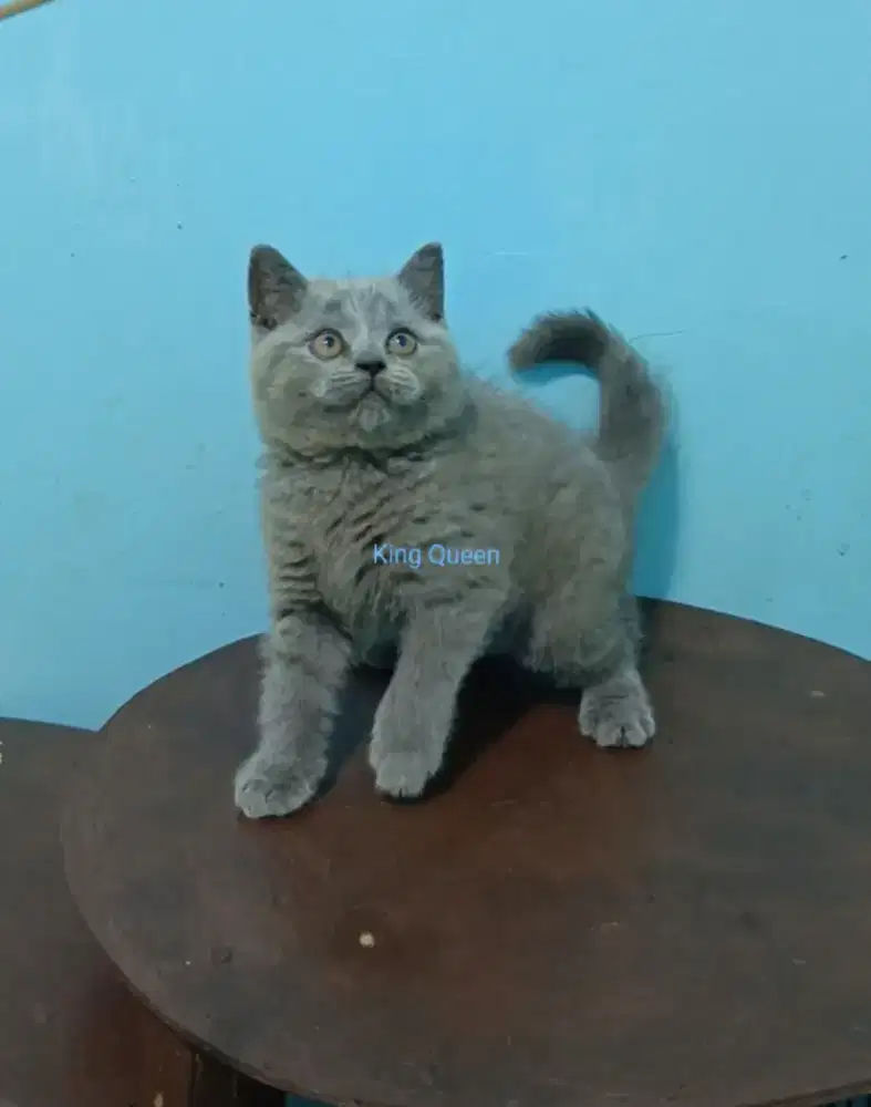 Kucing British Shorthair BSH Blue Solid Jantan 2,5 Bulan Parent Ped