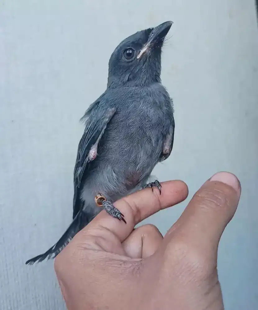 Anakan srigunting abu mata putih mandiri