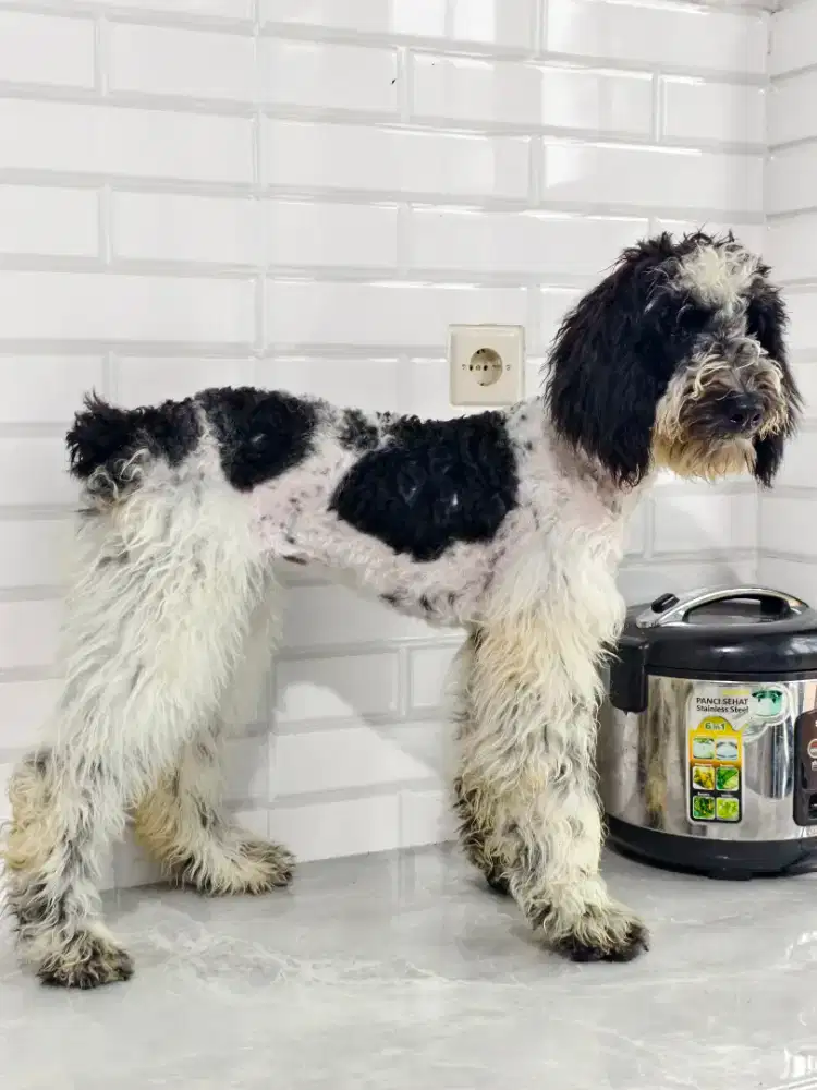 Poodle giant jantan bogor