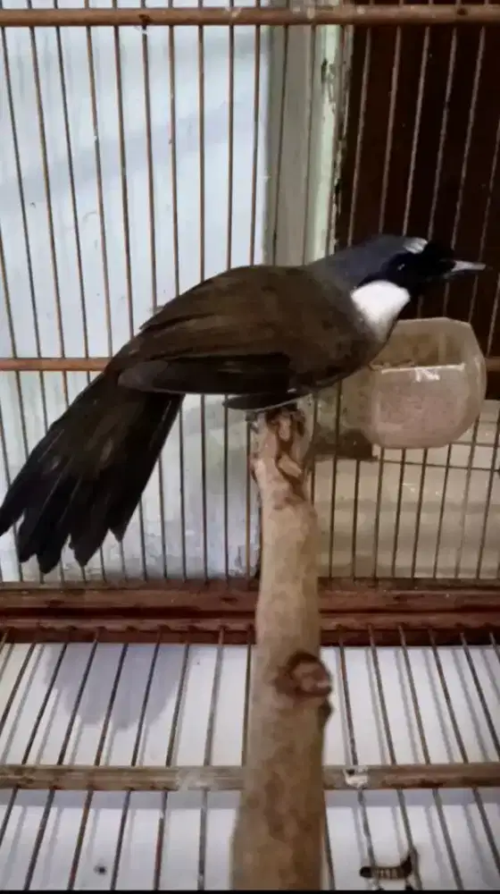 Poksay hongkong MH garansi jantan bodi big