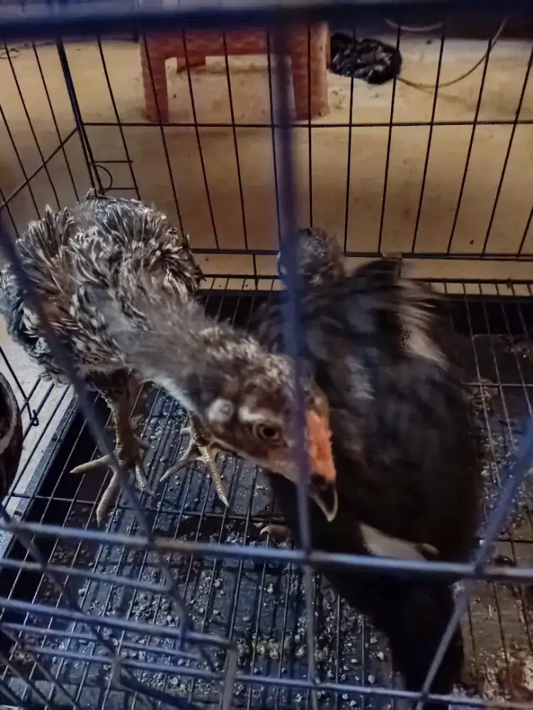 Anakan sepasang ayam bangkok